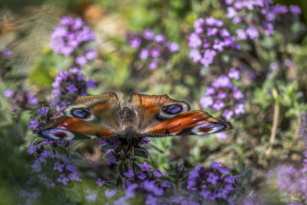 Photograph by Юлия Куликова