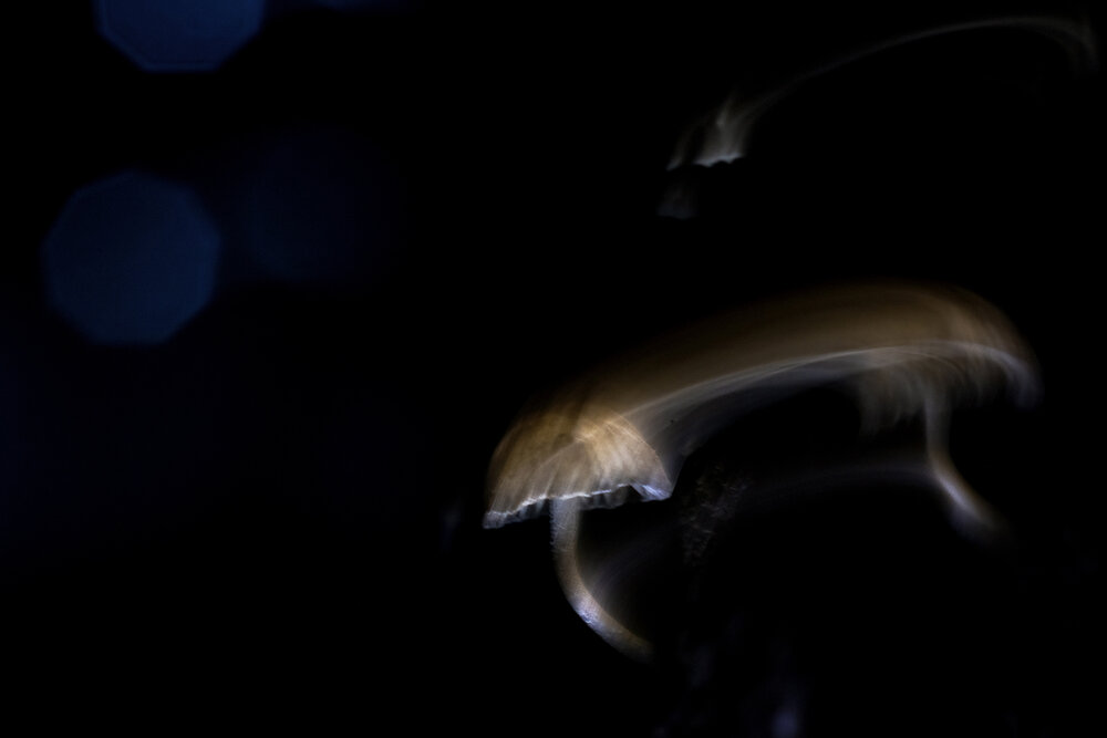 Midnight Mycology