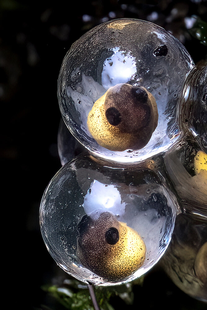 Life Emerging In a Tiny 2mm Shell