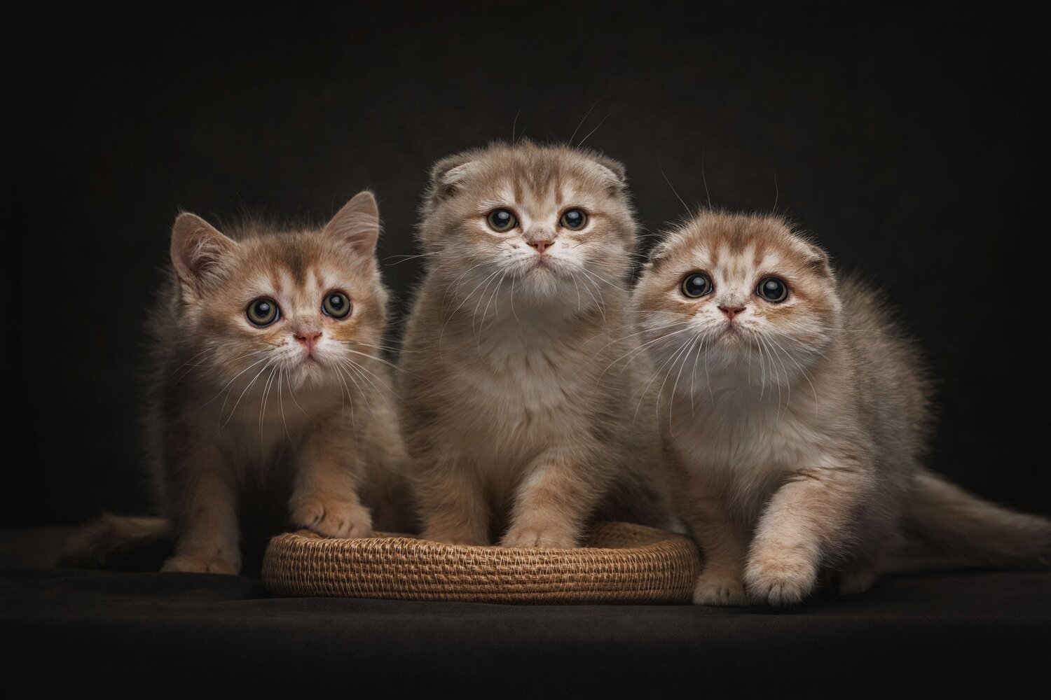 Photo #14023130