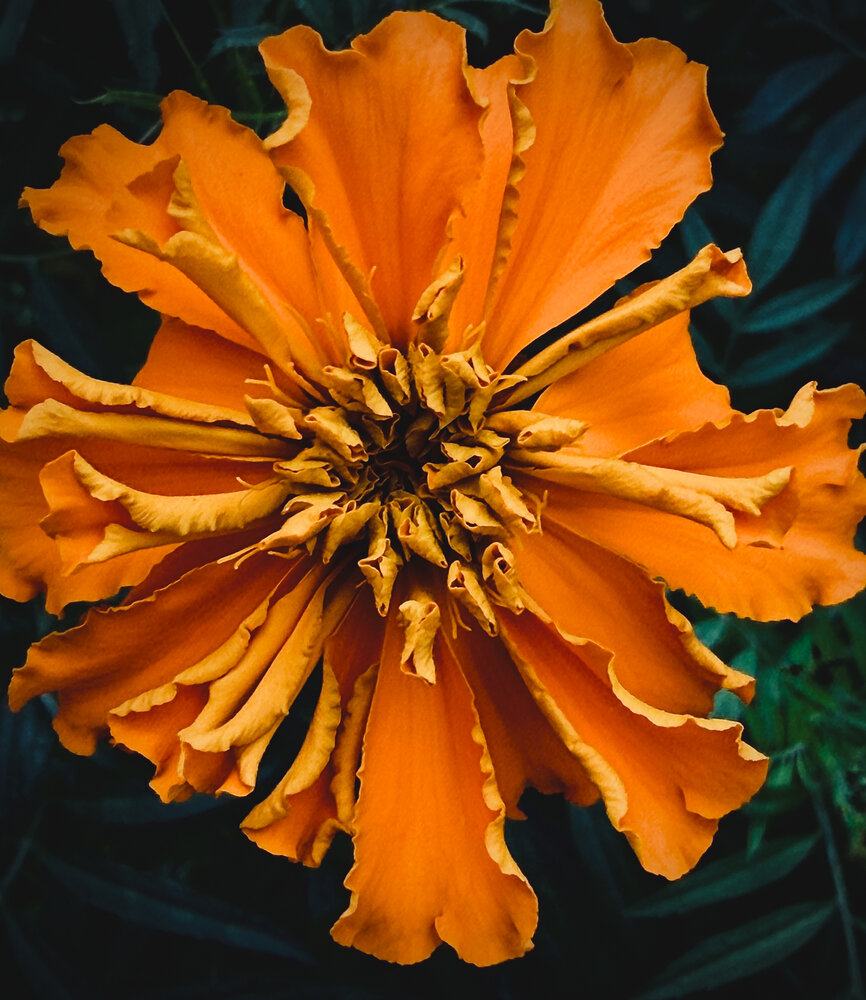 Photograph by Oxana Petlina