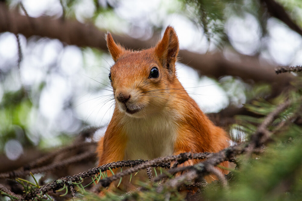 Photograph by Галчонок Ахмерова