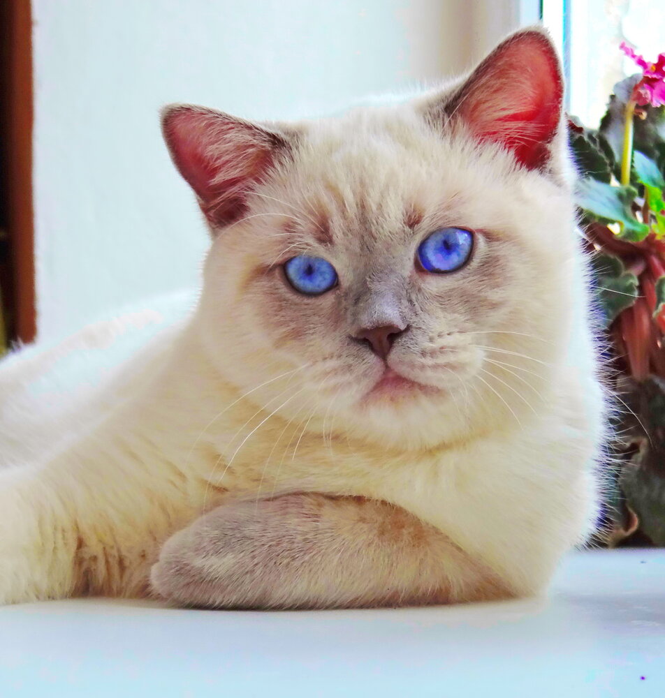 Кот Зевс