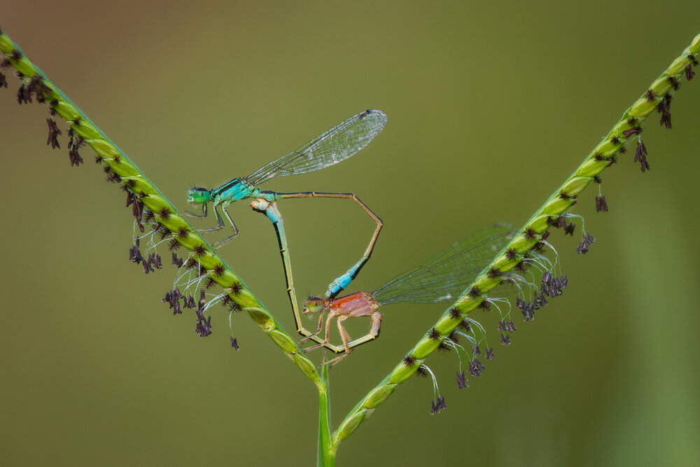 Photograph by Sophie Abuhazera