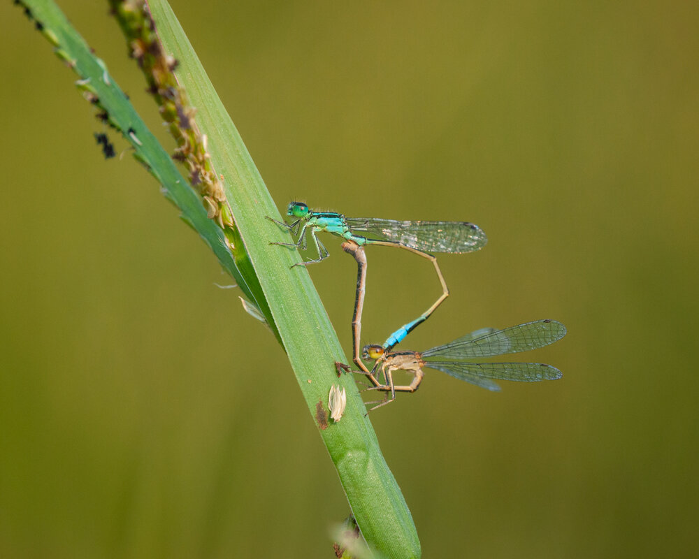 Photograph by Sophie Abuhazera