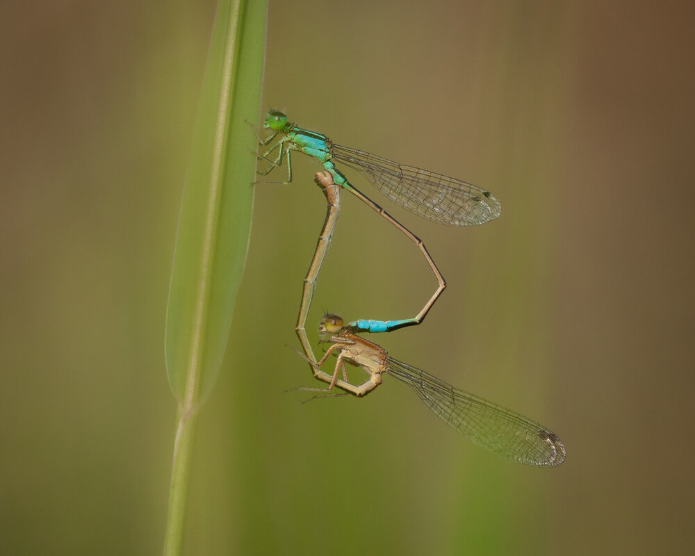 Photograph by Sophie Abuhazera