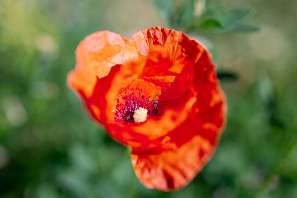 Photograph by Larysa Pinner