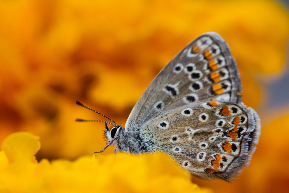 Photograph by Максим Светличный