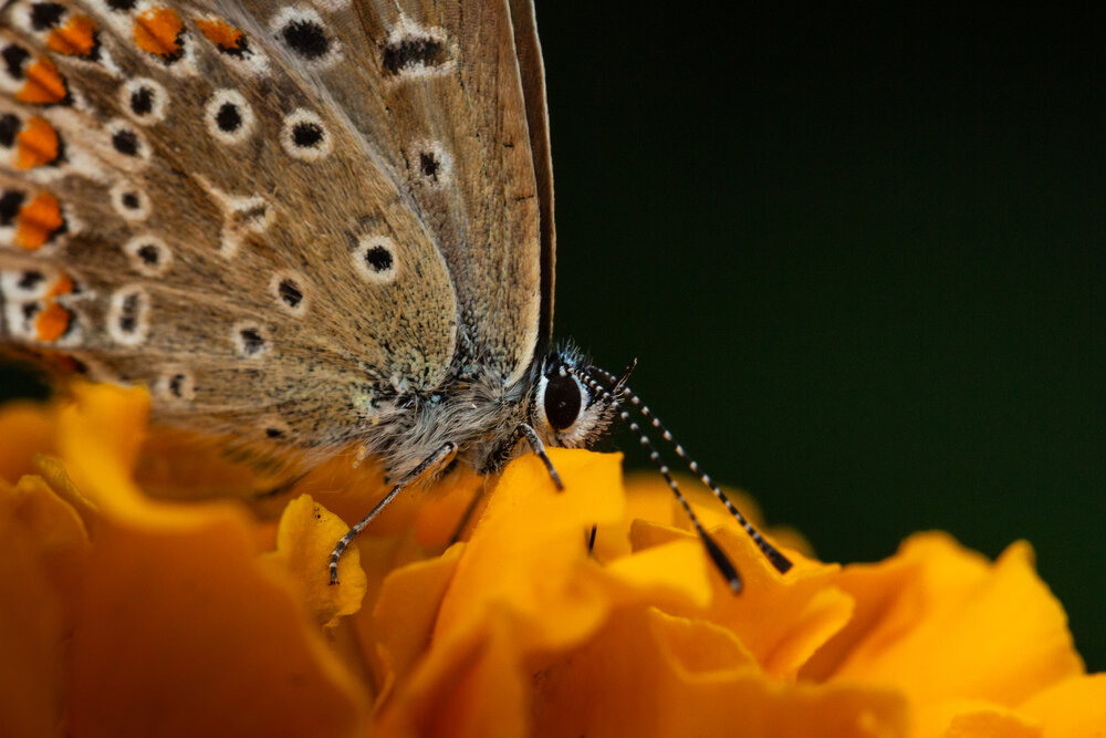 Photograph by Максим Светличный
