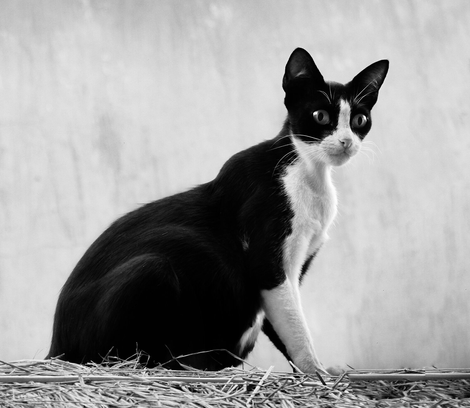 Photo #14023873