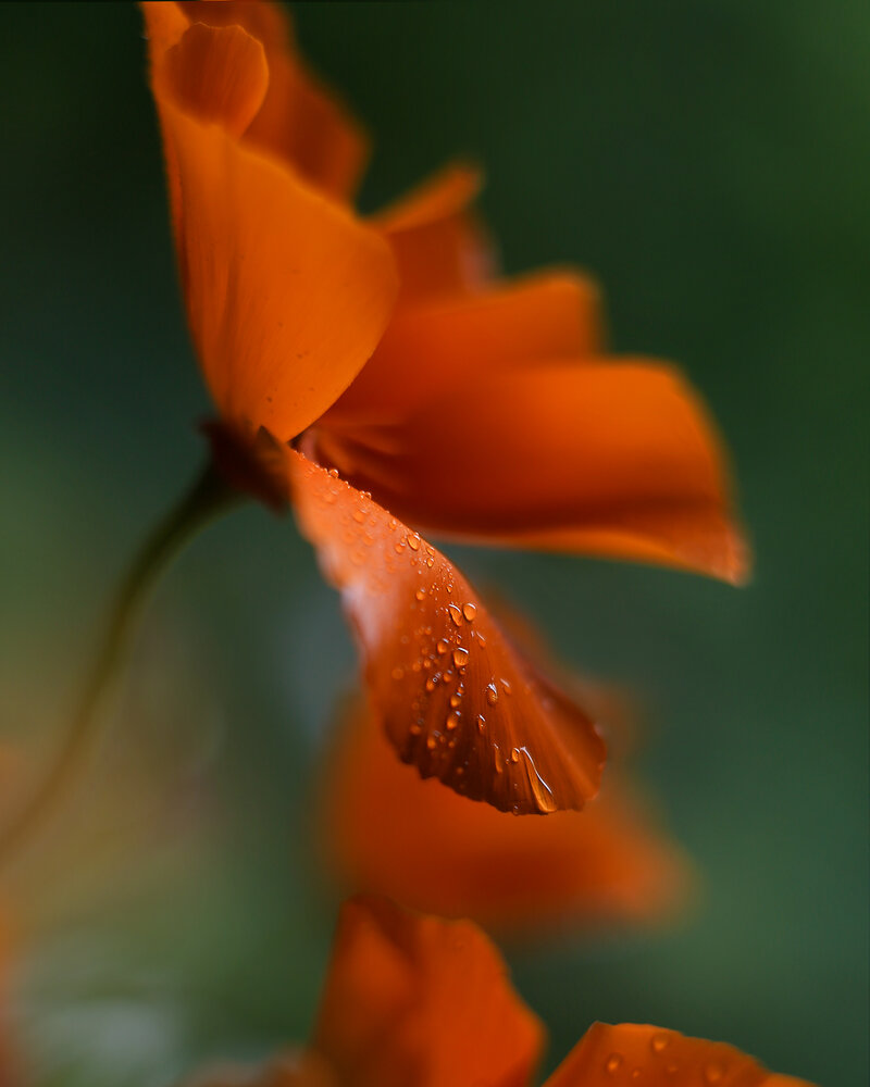 Photograph by ГОРЮКИНА ИРИНА