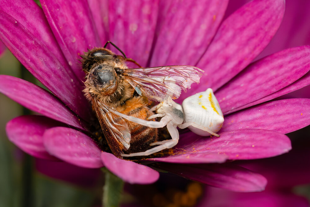Photograph by Giorgio Castelli