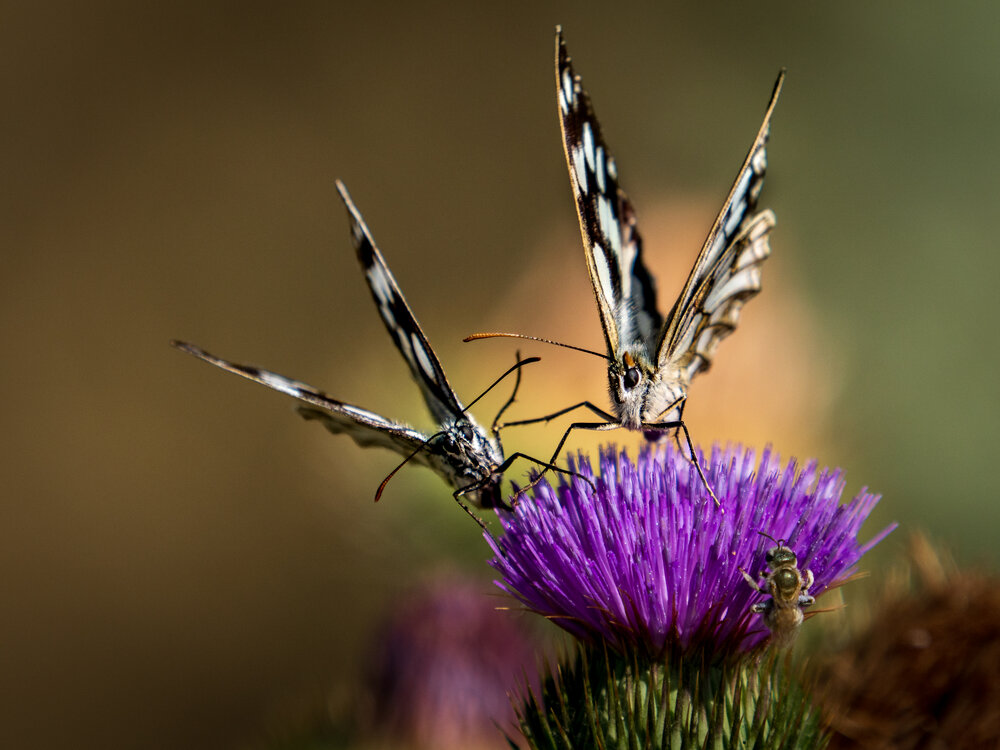Photograph by Gergely Janovszky