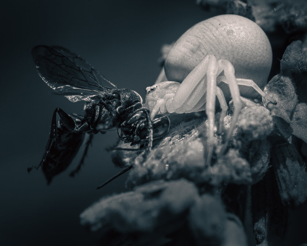 Photograph by Gergely Janovszky
