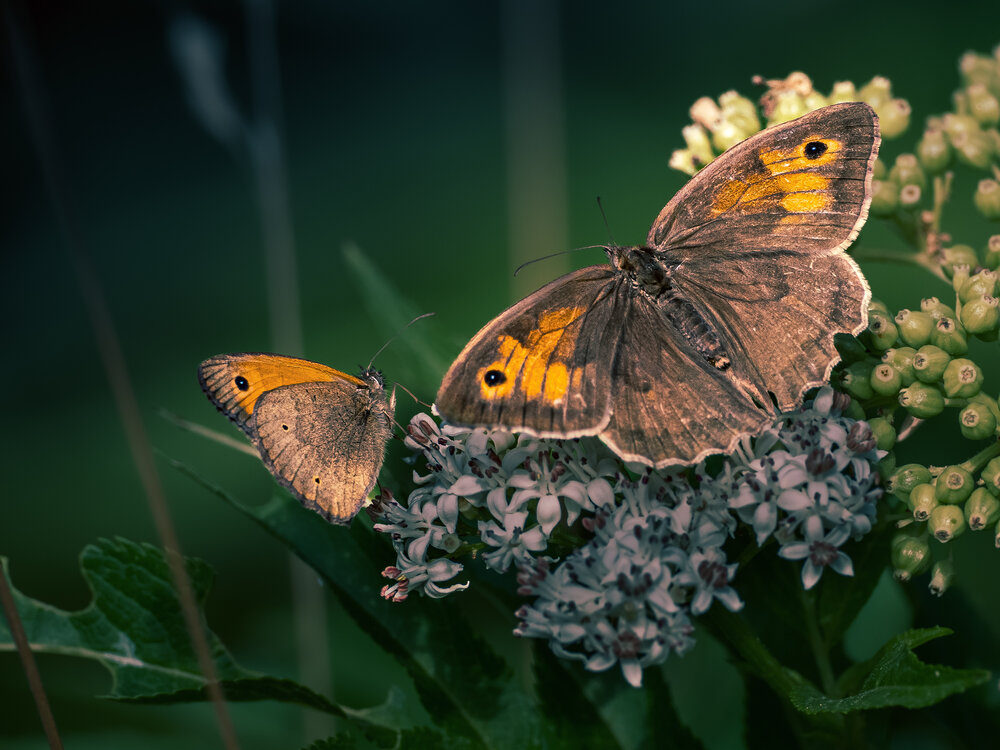 Photograph by Gergely Janovszky
