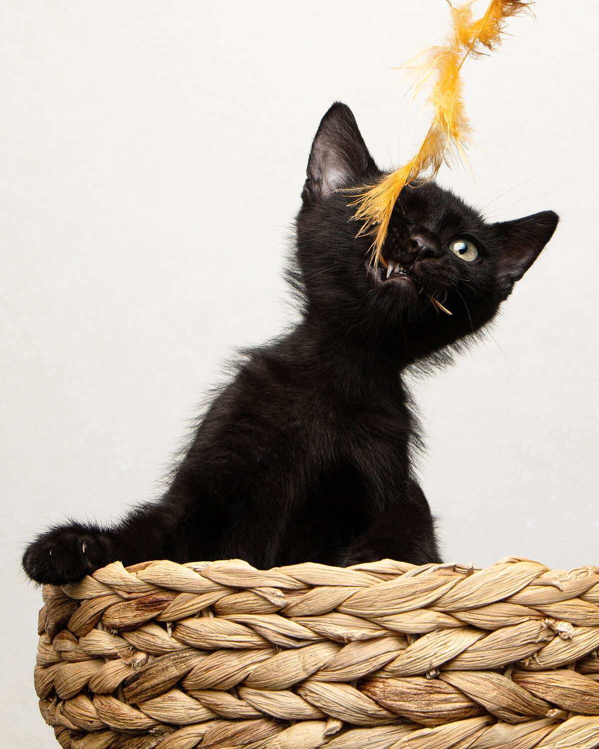 Photo #14024344