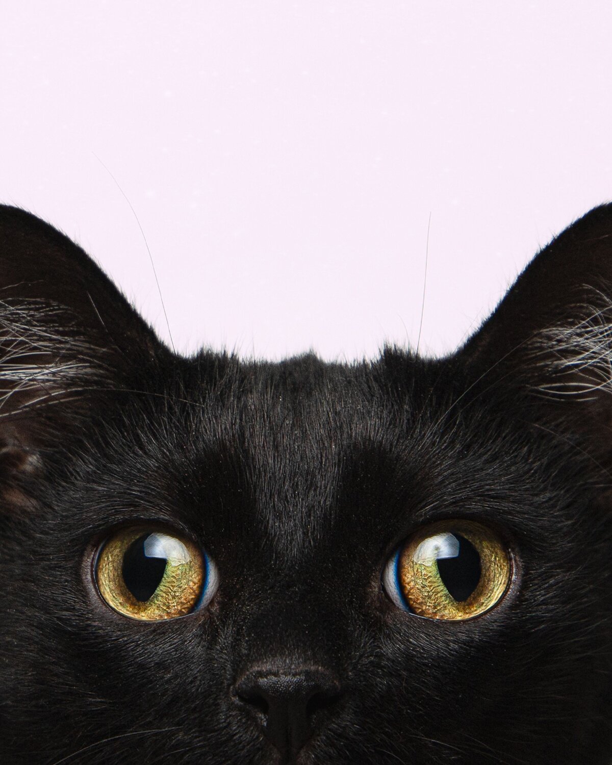 Photo #14024345