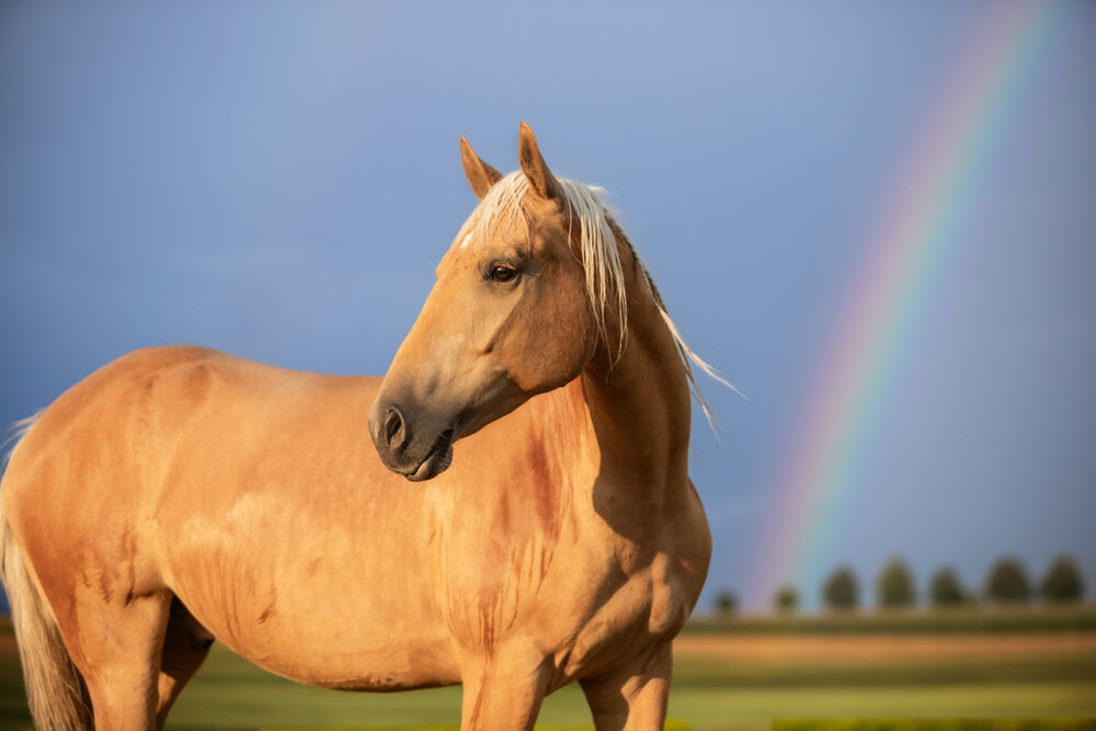 Photo #14024463