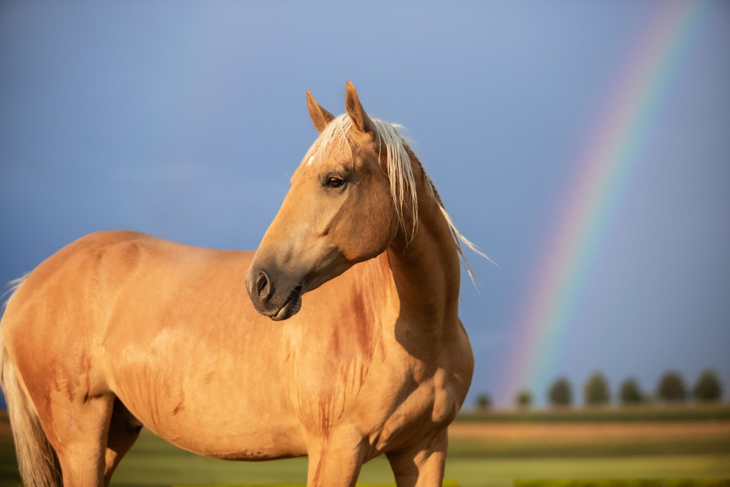 Photo #14024463