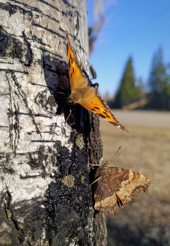 Photograph by Алена Марченко