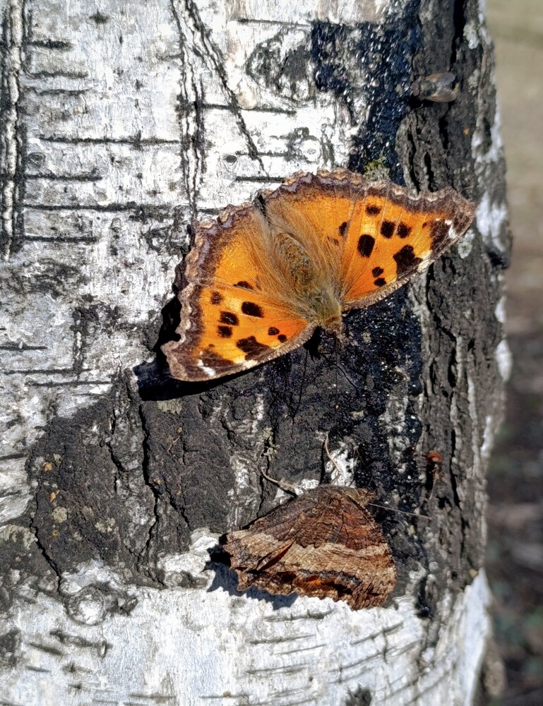 Photograph by Алена Марченко