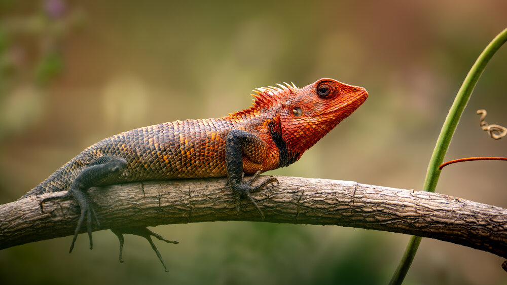 Фотография автора Syed Salim