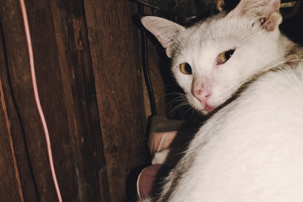 Meet Tipu, my sweet feline companion