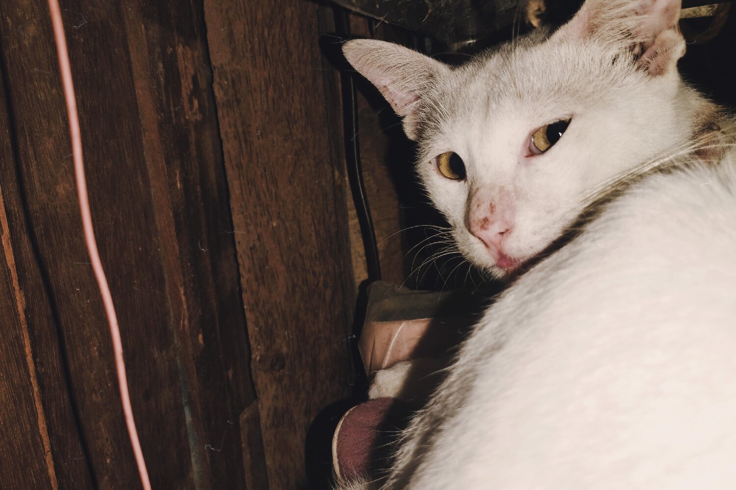 Meet Tipu, my sweet feline companion