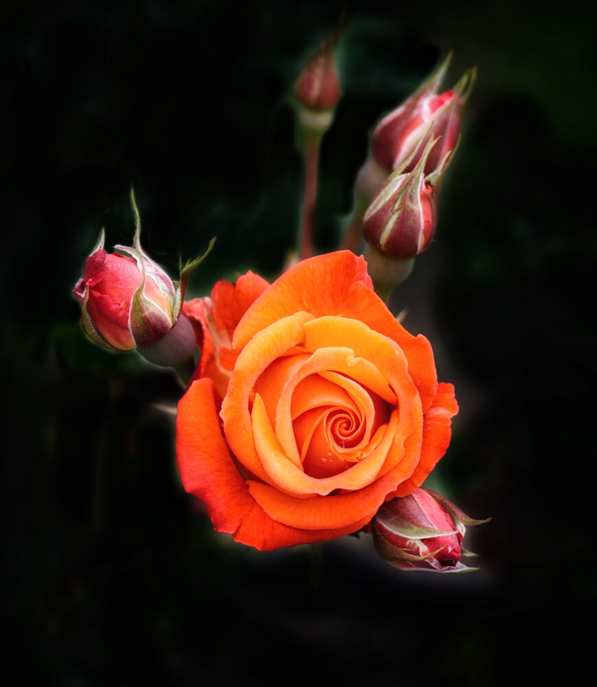 Photograph by Vasilisa the Beautiful