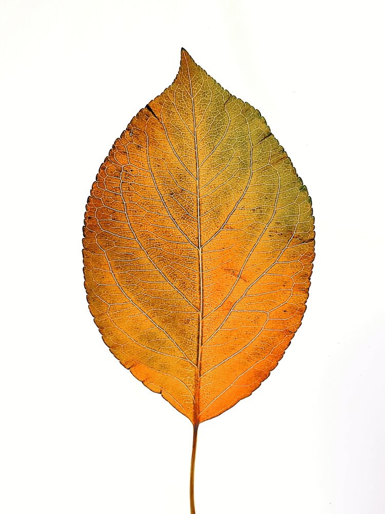 Photograph by Ирина Строкова