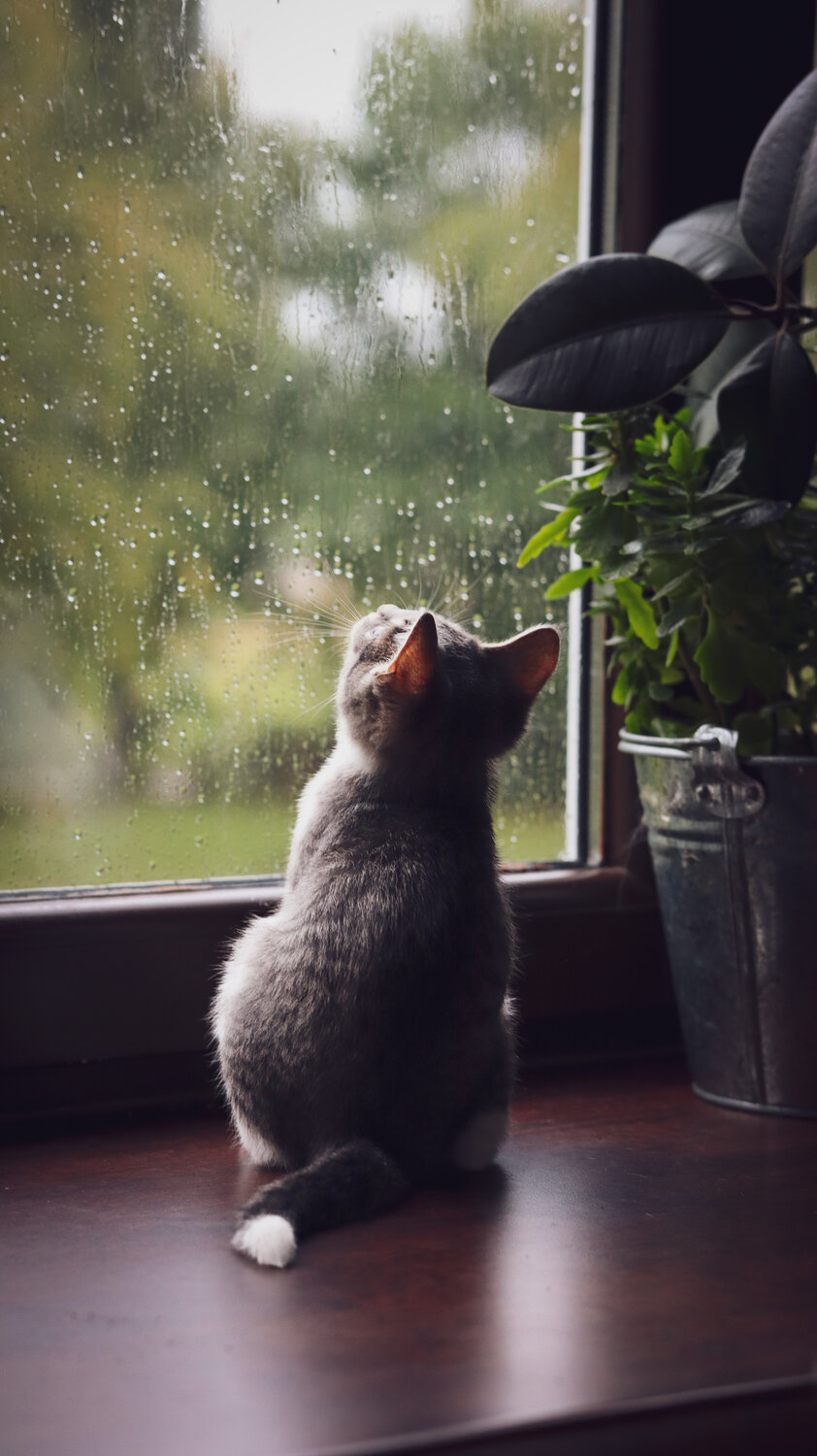 Photo #14025208