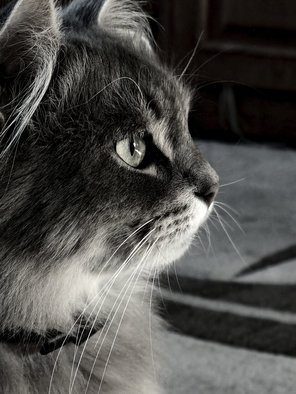 Photo #14025233