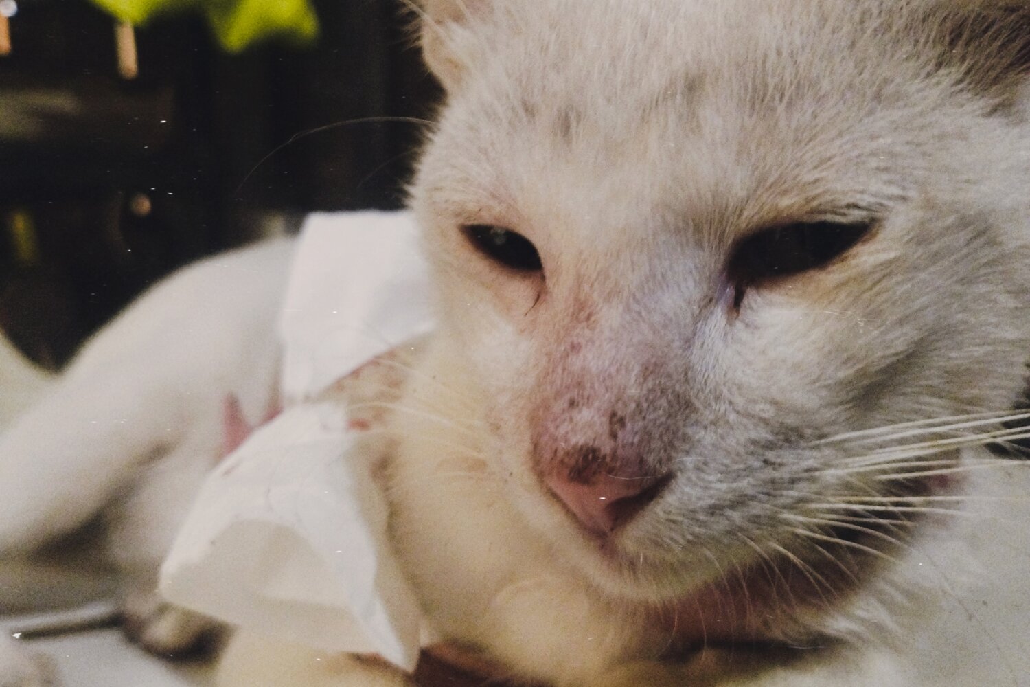 Photo #14025262
