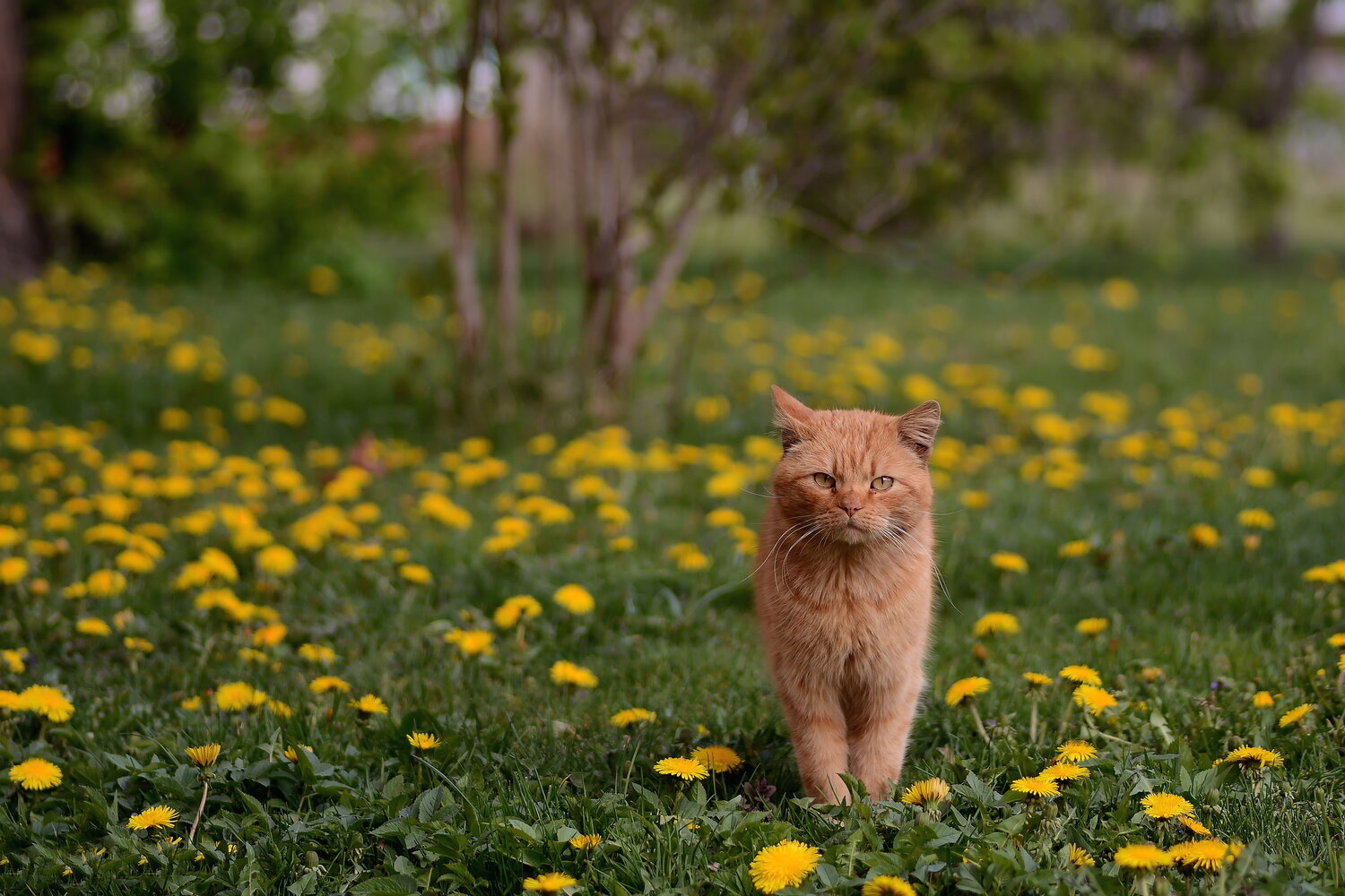 Photo #14025401