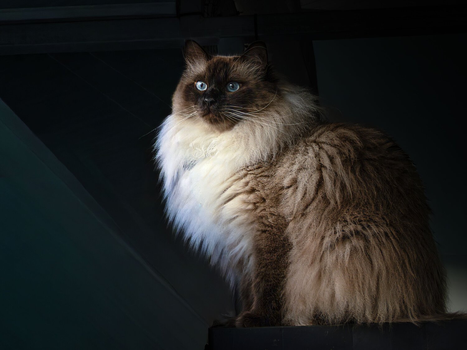 Photo #14025436