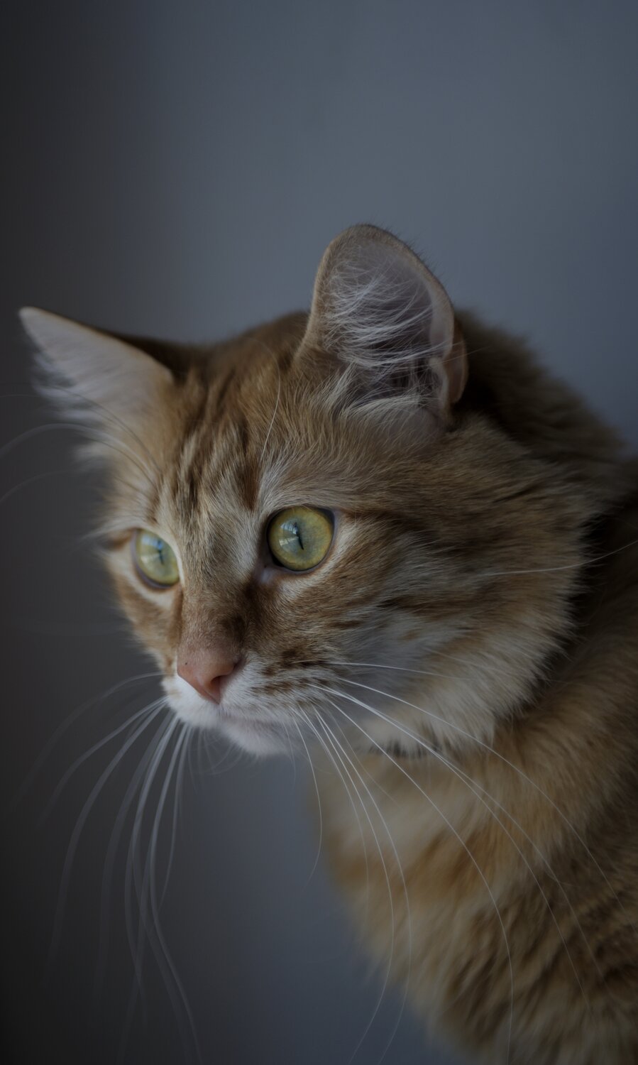 Photo #14025483