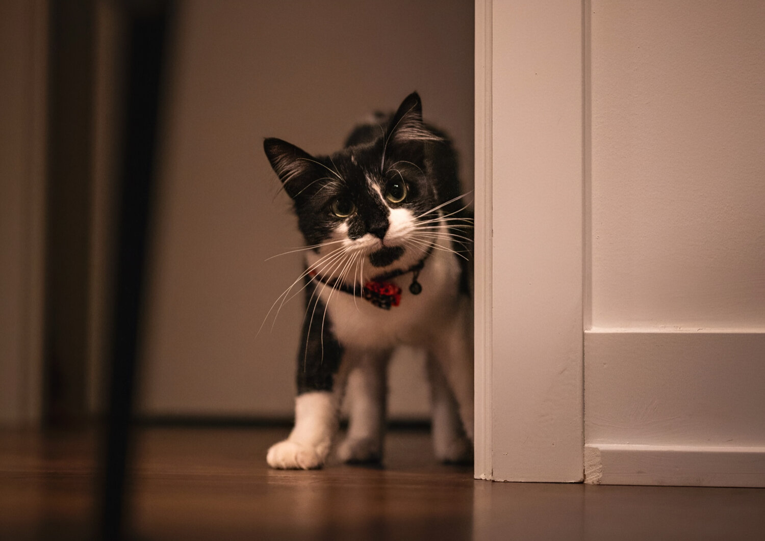 Doorway Curiosity and the Glimpse of Discovery