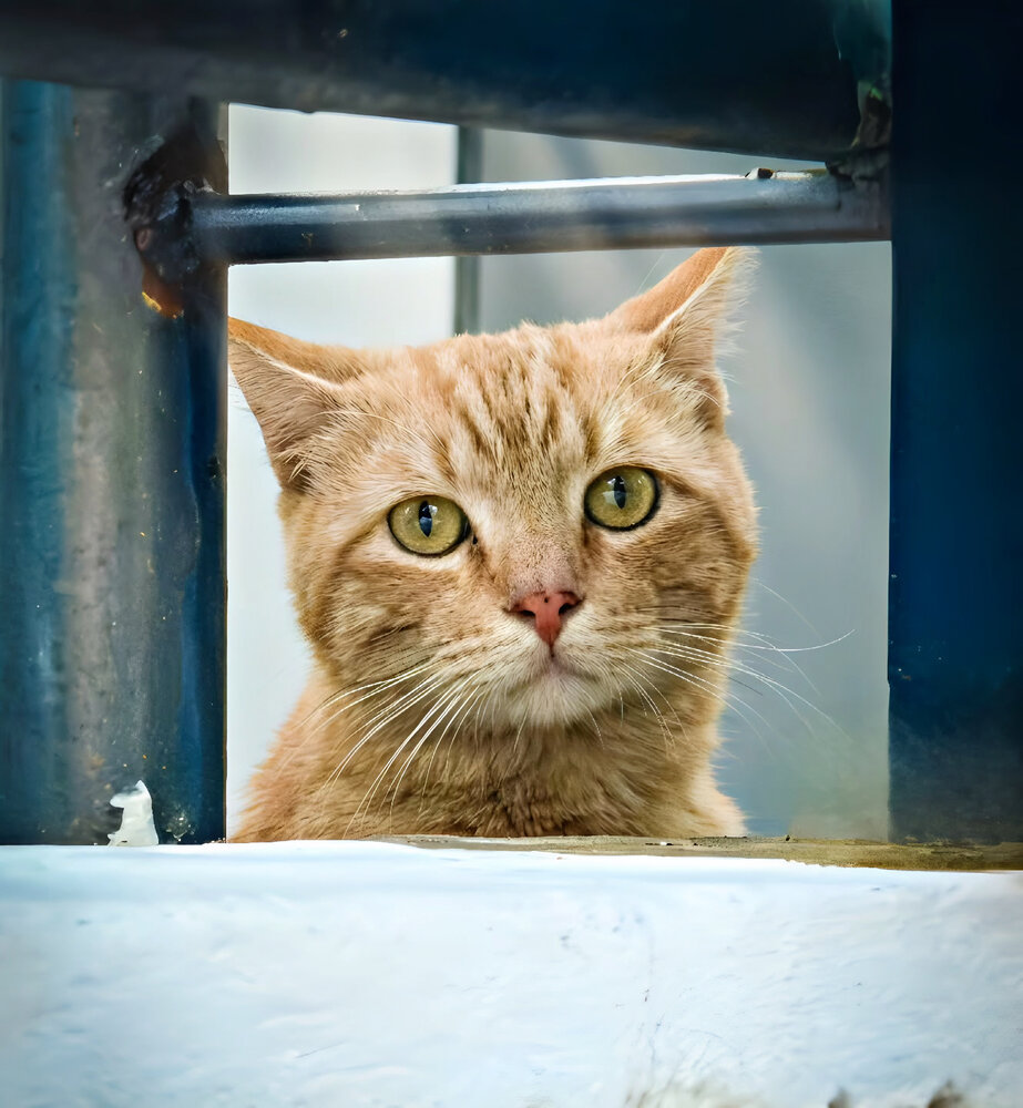 Curious Gaze Behind Bars