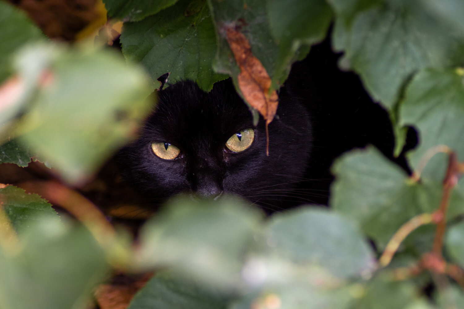 Photo #14025578