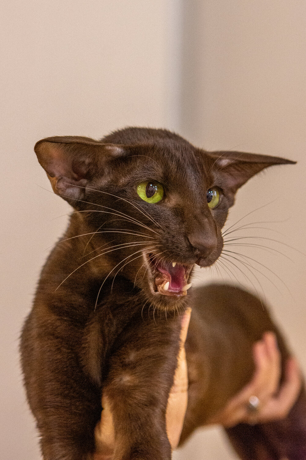 Photo #14025588