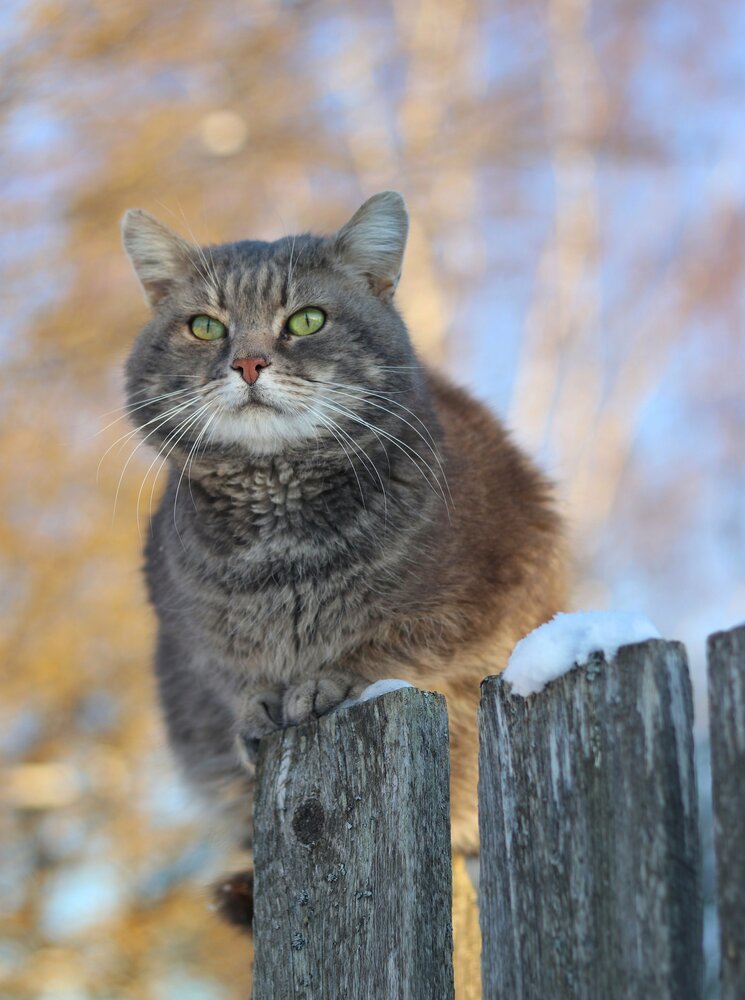 Photograph by Андрей Шестаков