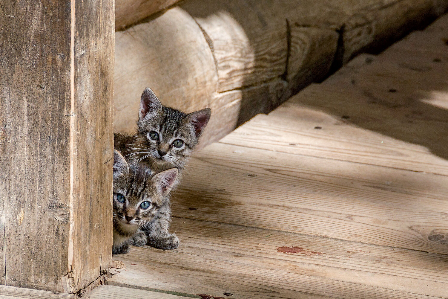 Photo #14025636