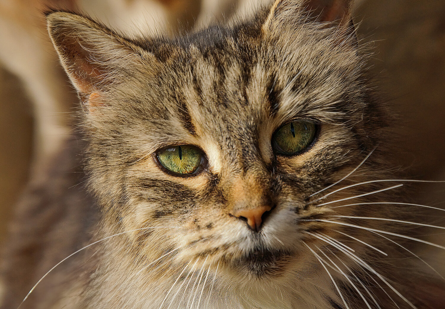 Photo #14025637