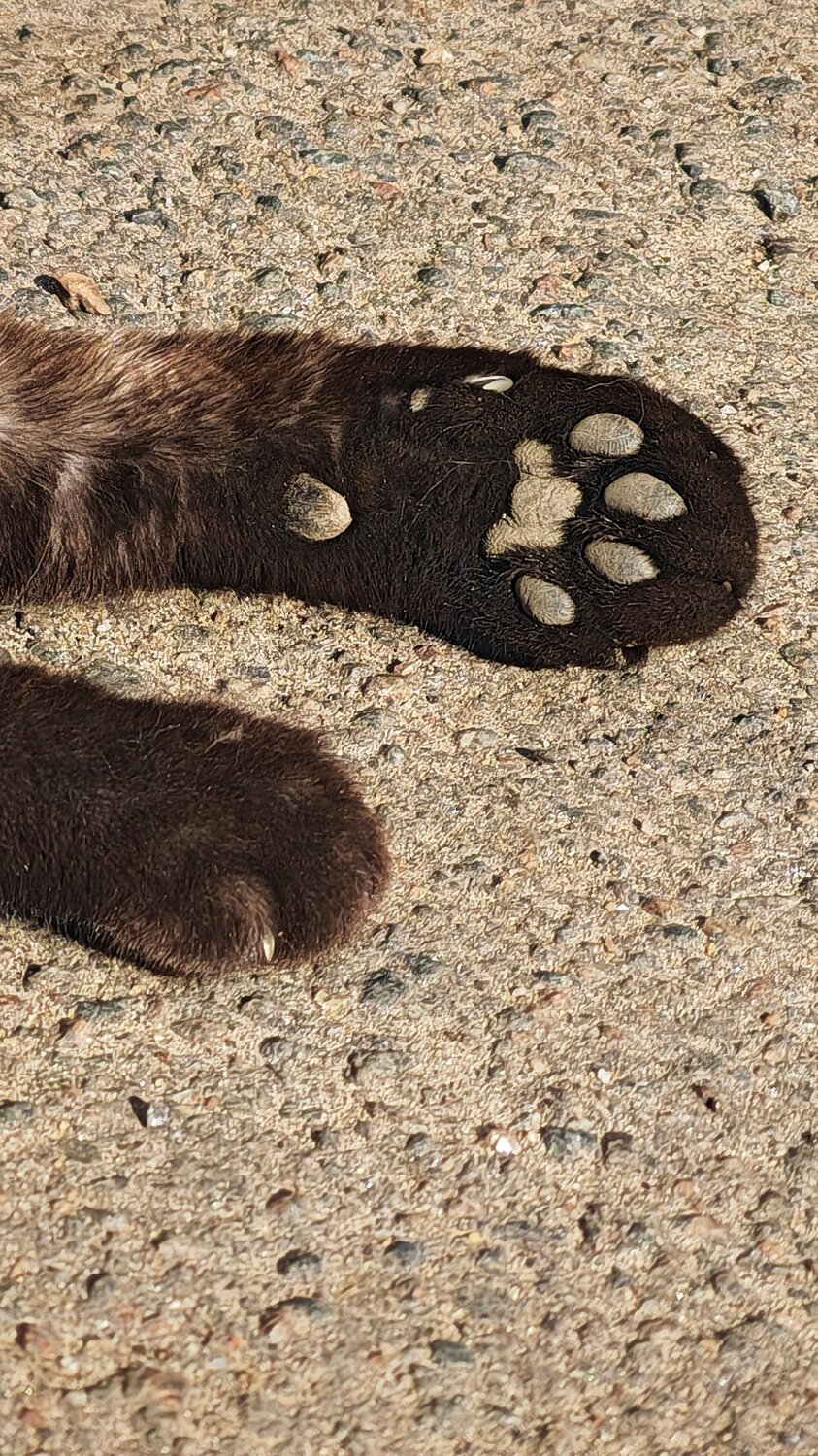 Photo #14025689
