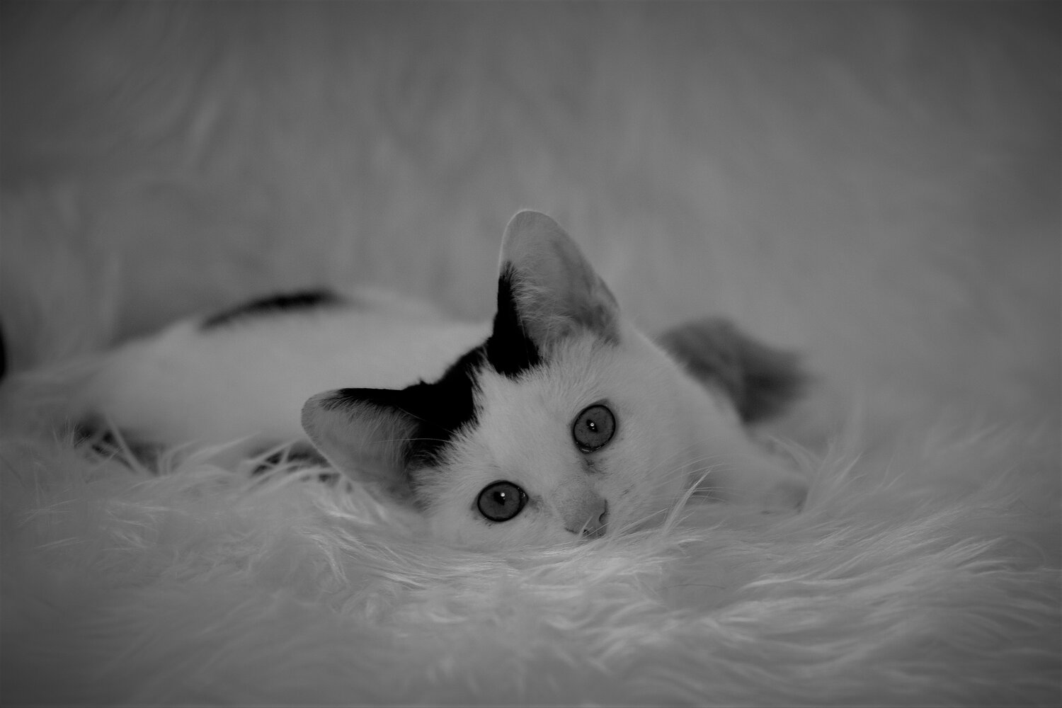 Photo #14025735