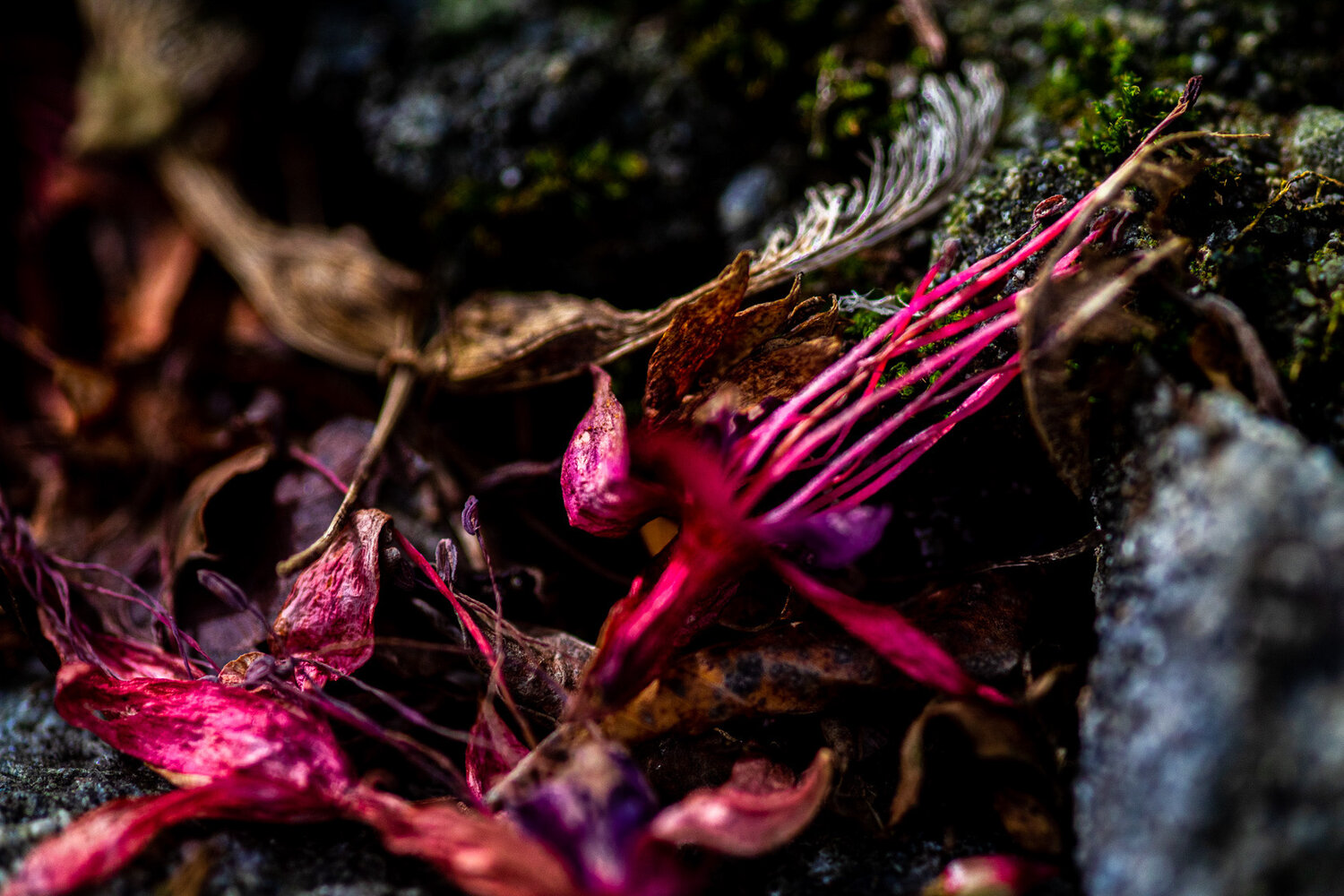Autumn leaves