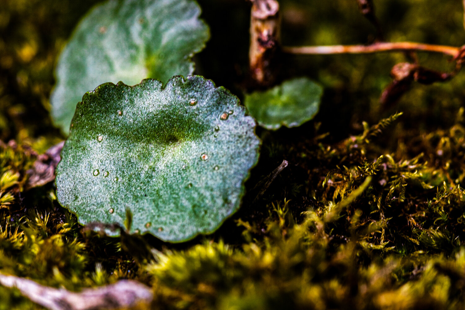 Photo #14025759