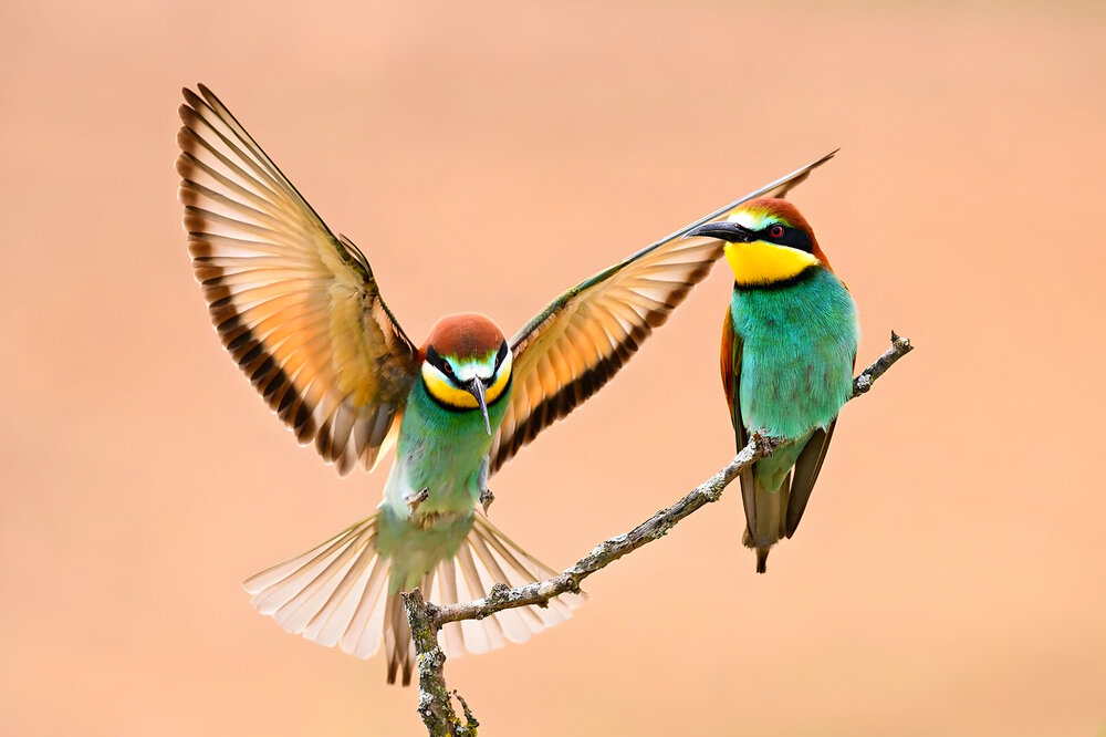 Wings\' Dance and Nature\'s Harmony