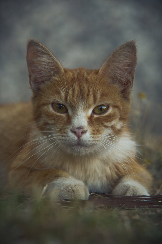 Photograph by Игорь Сухаревич