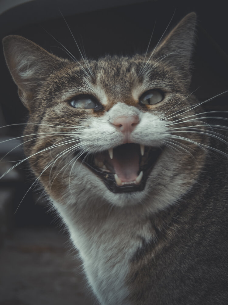 Photograph by Игорь Сухаревич
